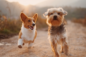 Švenčiame nacionalinę šuns dieną: išbandykite šunų „Tinderį“ ir meditaciją keturkojams